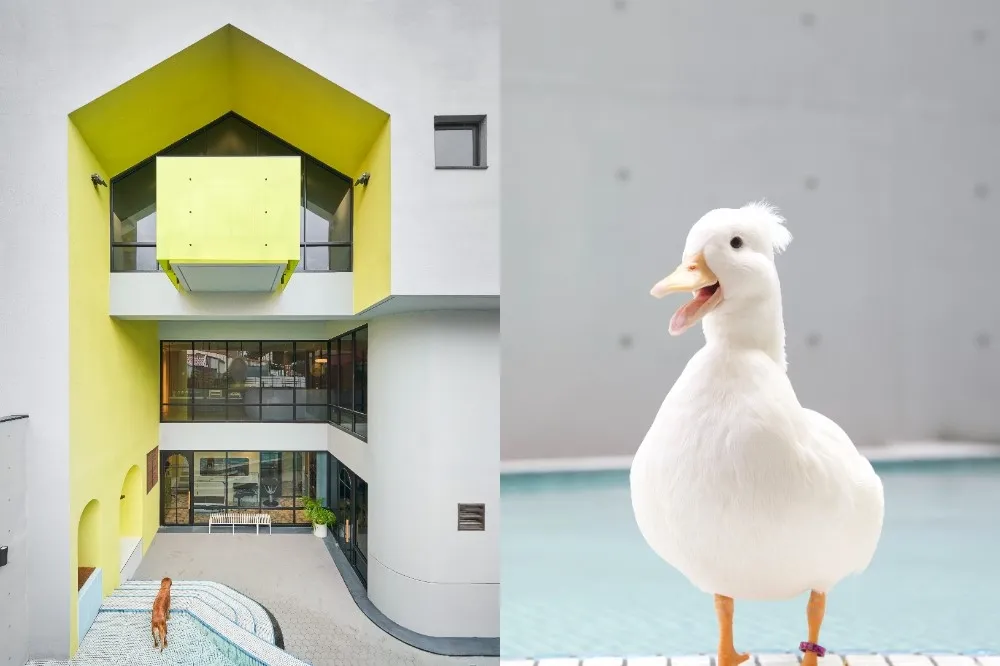帶萌鴨賞小鴨！高雄多野樂旅館推出「黃色游樂園」住房專案　寵物鴨入住享 76 折優惠