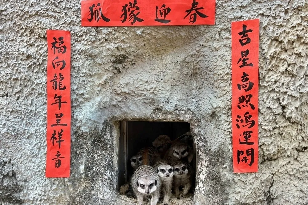 壽山動物園喜迎新春　動物年節加菜上演爆笑小劇場