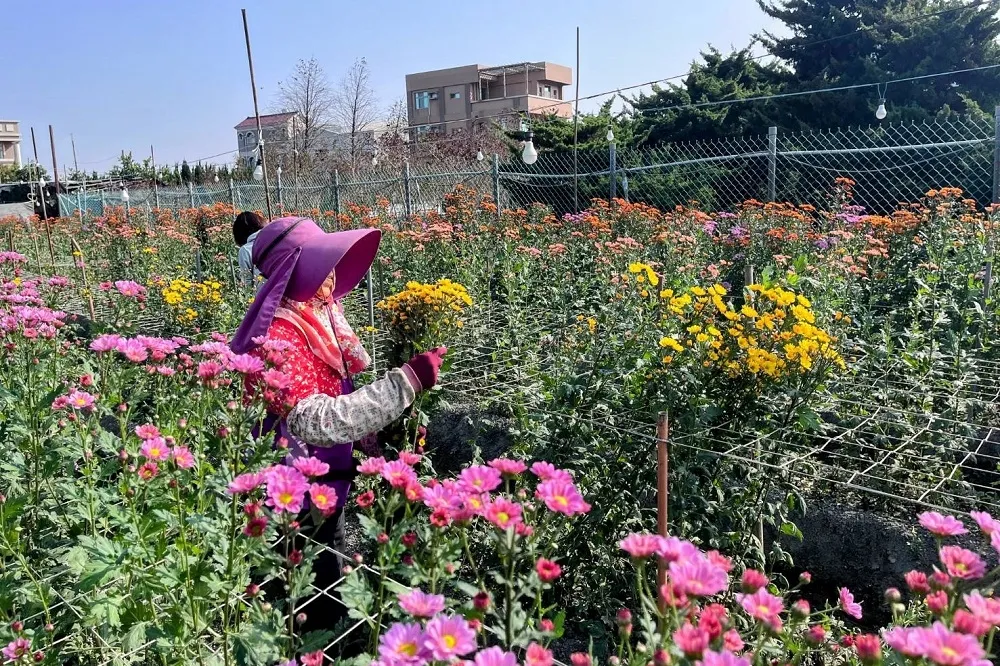 花美心悅福延綿　台中農改場良辰「菊」時慶豐年