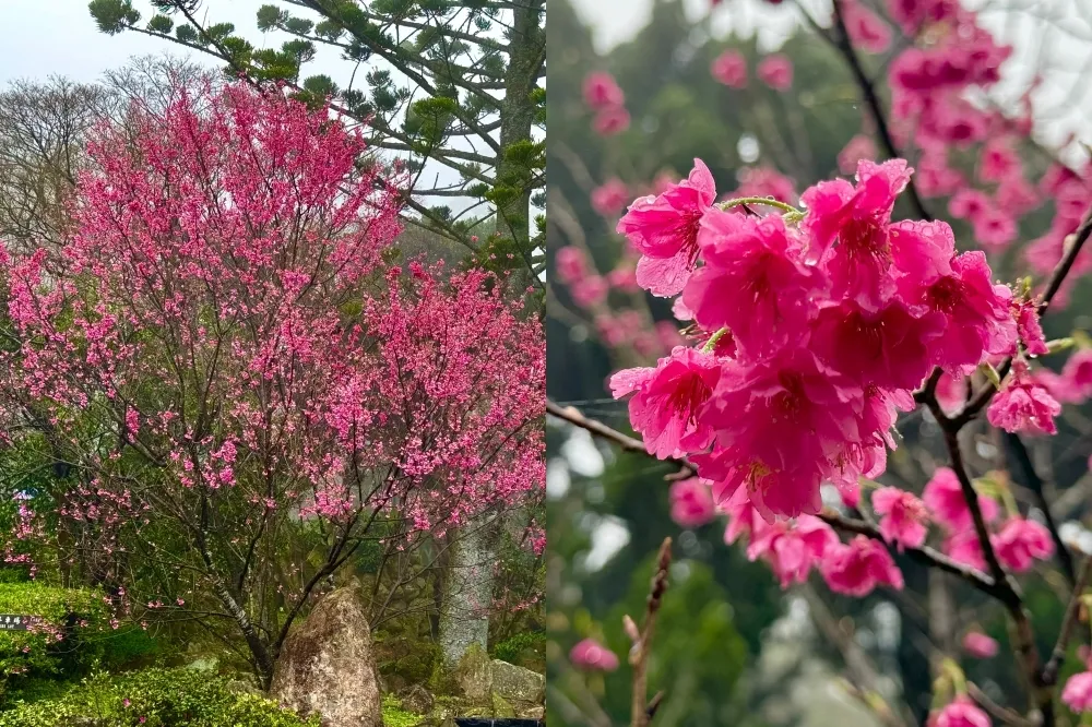 【2024 陽明山花季時間、交通】八重櫻滿開春節迎最佳賞花期　2 月中旬昭和櫻接力綻放