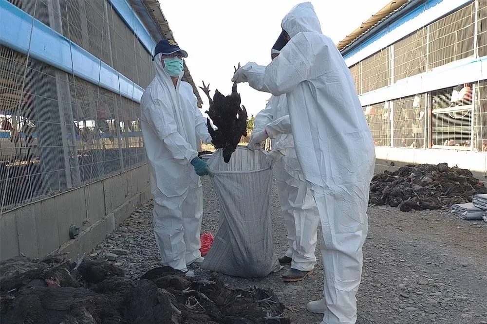 今年首起H5N1禽流感　屏東鹽埔9583隻黑羽土雞全撲殺