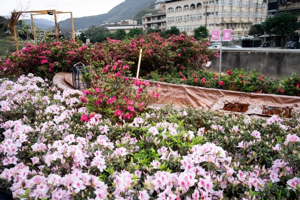 2024 萬金杜鵑登場！2 萬株鮮豔杜鵑花海綻放　新造景「映山園」必拍