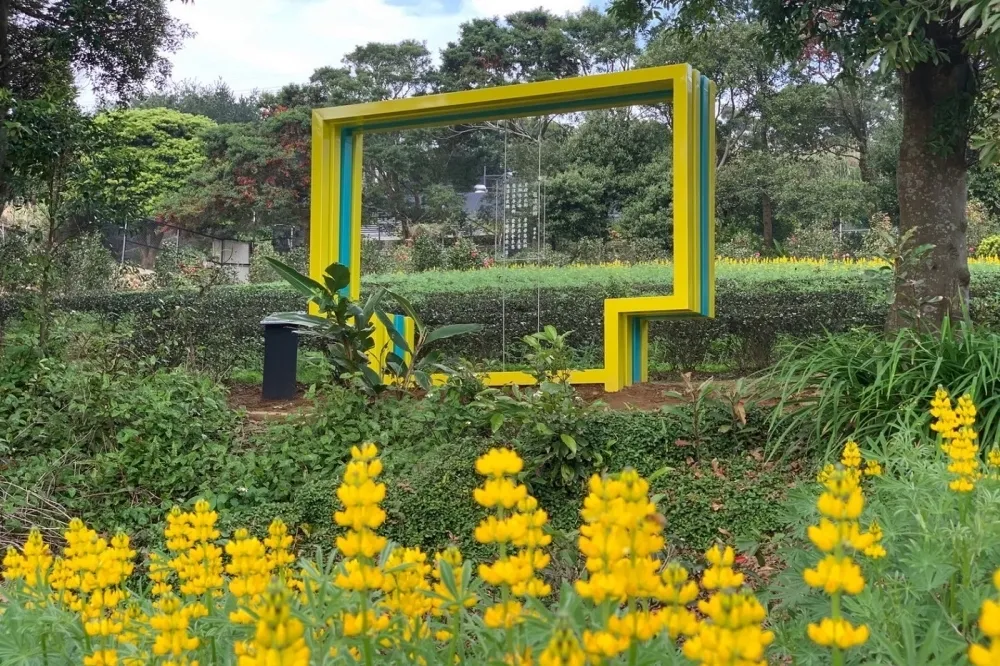 2024 桃園戀戀魯冰花季登場！10 公頃黃色花海免費拍　假日有市集、手作體驗