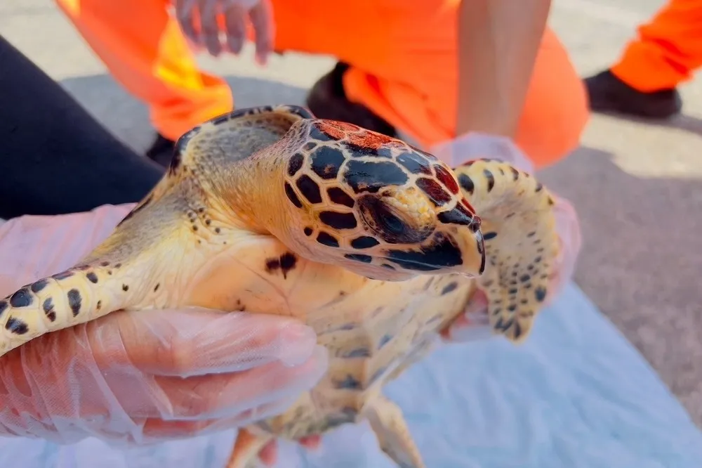 保育珍稀動物　高雄市海洋局力推鯨豚海龜保育扎根教育
