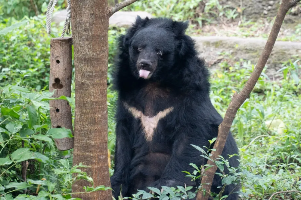 34歲高齡熊瑞過世　北市動物園：在動保員心中永遠是小熊