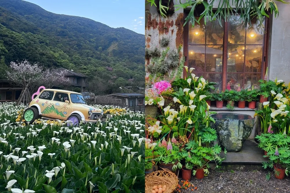 2024 竹子湖海芋季登場！海芋景點、餐廳推薦　美拍童趣地景吃下午茶