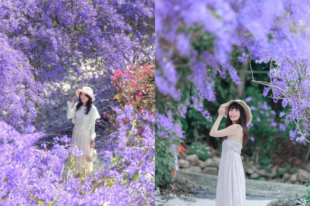 南投超夢幻紫色花海免費開放！埔里「許願藤隧道」先預約才拍得到