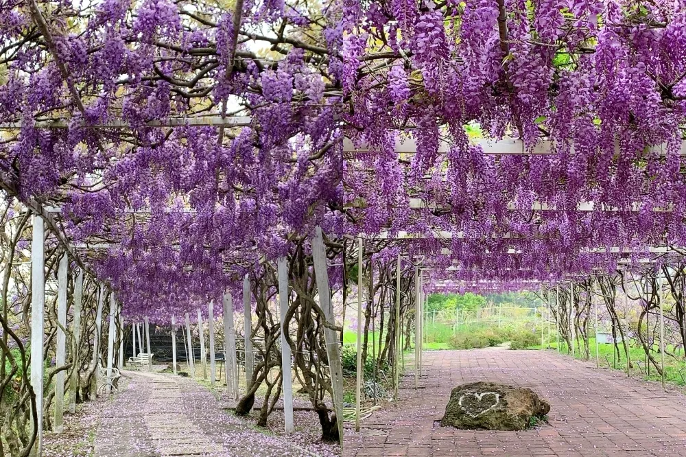 2024 淡水紫藤花園「這天」開放！紫爆花海限定美至 4 月清明連假