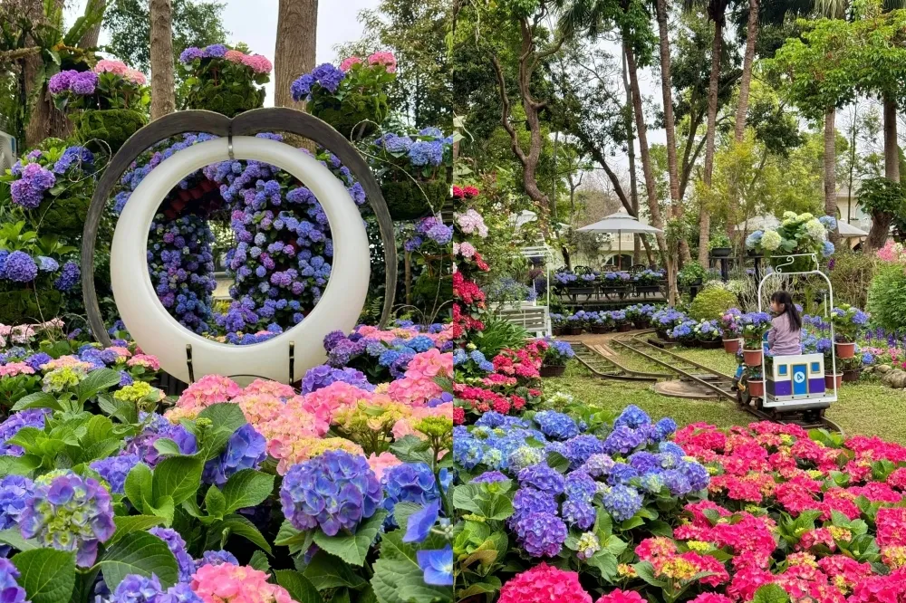 花露農場繡球花季登場！全台唯一「繡球花小火車」大人小孩都能坐　還有波波球花園