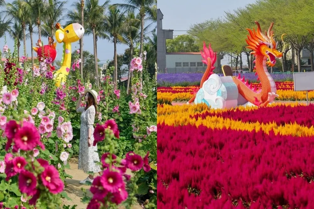 2024 台南蜀葵花季登場！一丈紅花海美到 5 月　鼠尾草、雞冠花爭豔