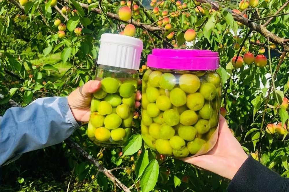 喚醒春日味蕾手作青梅　邀你探訪那瑪夏及甲仙梅園即日起線上報名