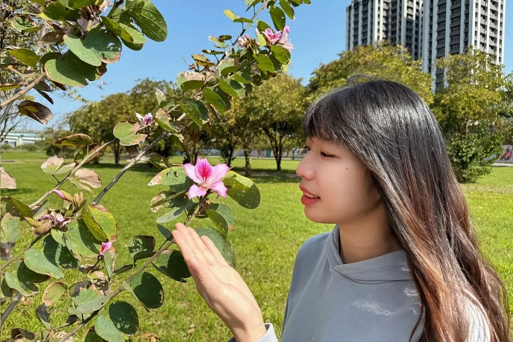 春日百花朵朵開　新北河濱「羊蹄甲」、「苦楝」雙姝接力綻放