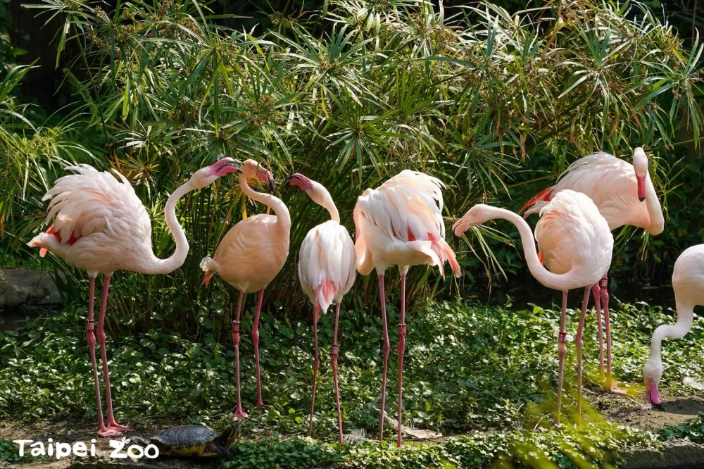 【漲價懶人包】4月不只電費變貴！台北市立動物園全票今起變100元　台鐵及高鐵也恐要漲