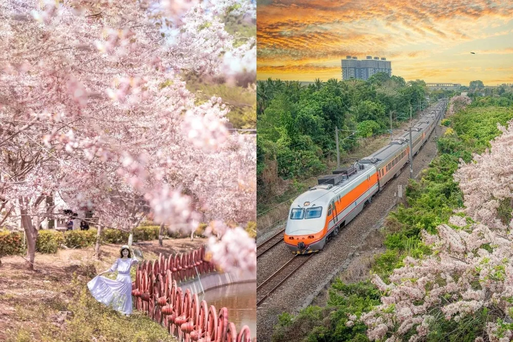 高雄花旗木景點推薦！天台山粉色花海超夢幻　「這處」捕捉火車花景同框美照