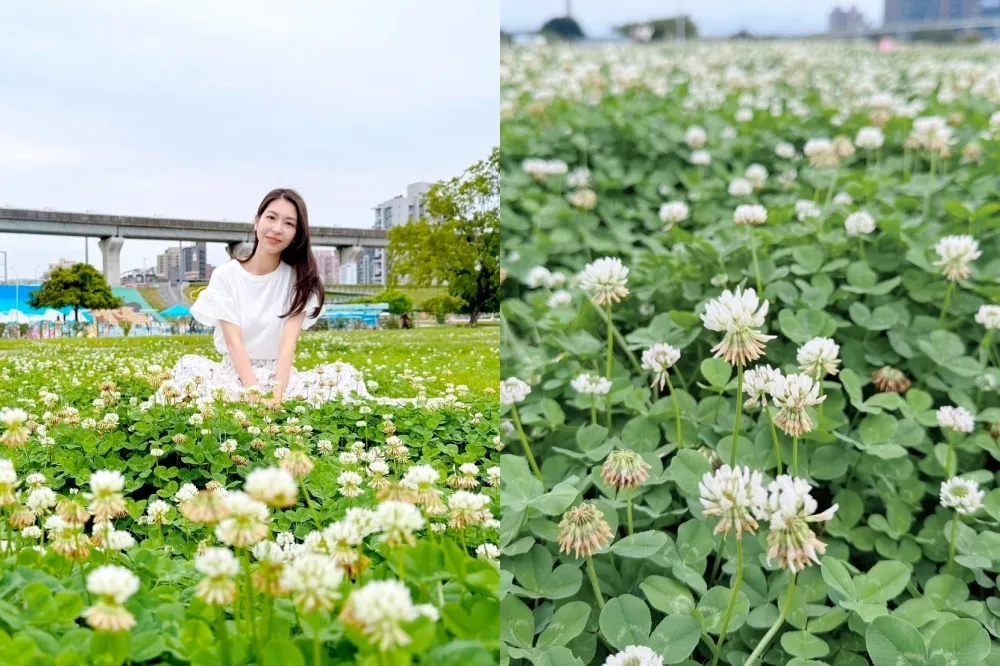 新北大都會公園「雪白花毯」免費拍！白花三葉草現正綻放　順玩熊猴森樂園