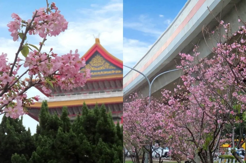 台北市區「富士櫻」開了！搭捷運賞粉嫩花海　北投奇岩四號綠地風鈴木爭豔