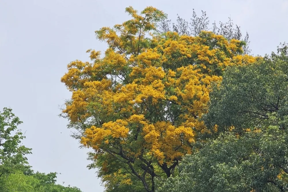 印度紫檀開花盛放　金色花海璀璨港都