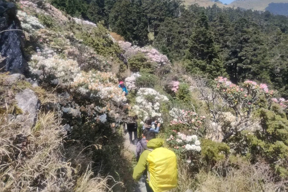 不能到合歡山主峰看杜鵑了　步道施工封閉4個月可轉這3地賞花