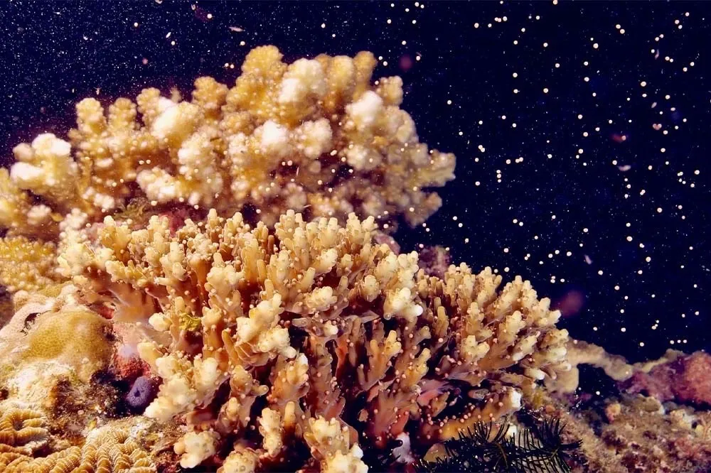 浪漫「海底星空」來了！墾丁珊瑚產卵大爆發5/1直播　澎湖紅潮再現