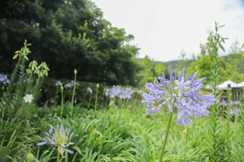 內雙溪自然中心愛情花季開跑！本週六有一日限定市集、草地音樂會