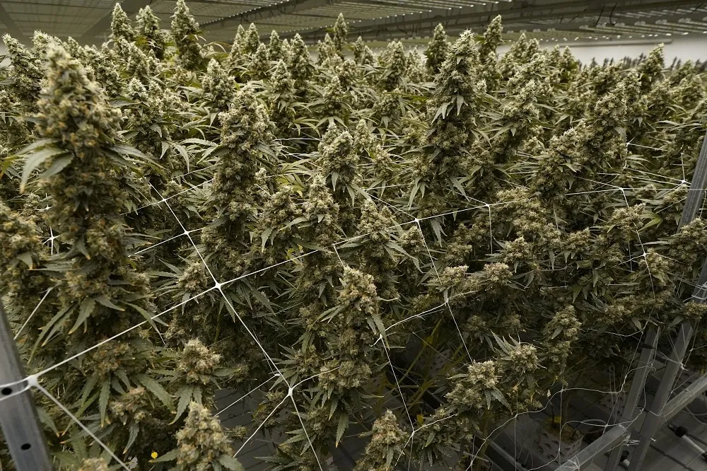 只有兩年！泰國大麻合法化走入歷史　年底前重新列為毒品