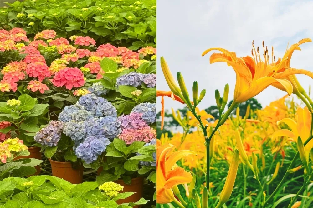 桃園金針、繡球雙花海美到六月！北部最大忘憂草花田開放　還有農事體驗