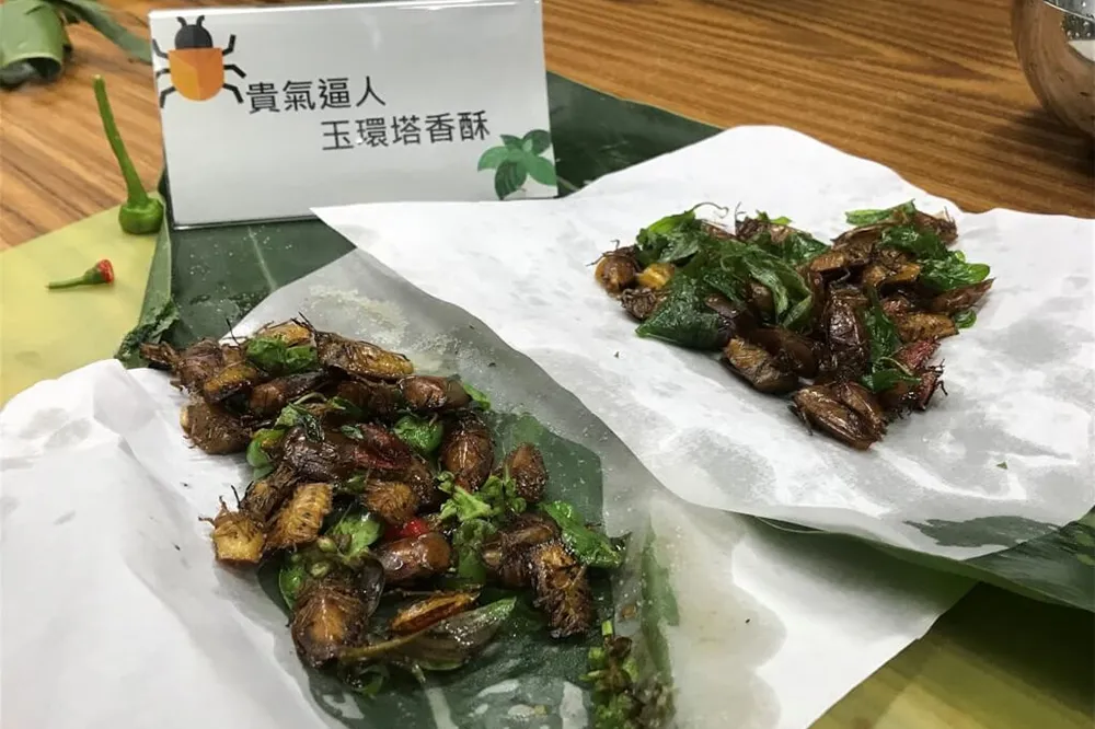 林業署出奇招推「炸荔枝椿象」惹議　食藥署：若當食材販售最重罰2億