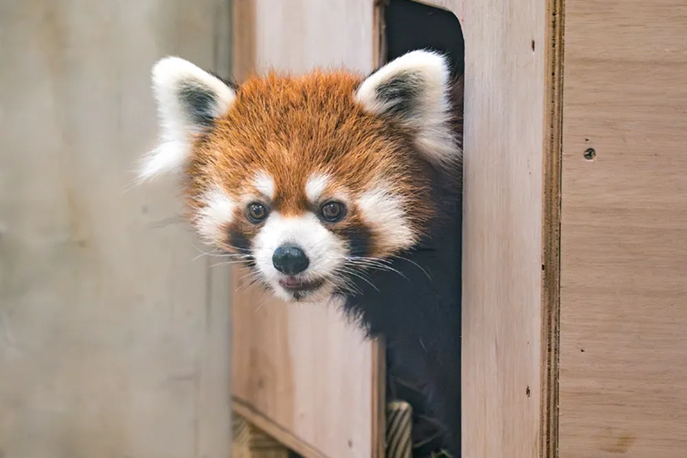 回顧百年動物園！台北市立動物園邁向保育之路　與世界攜手延續瀕危物種