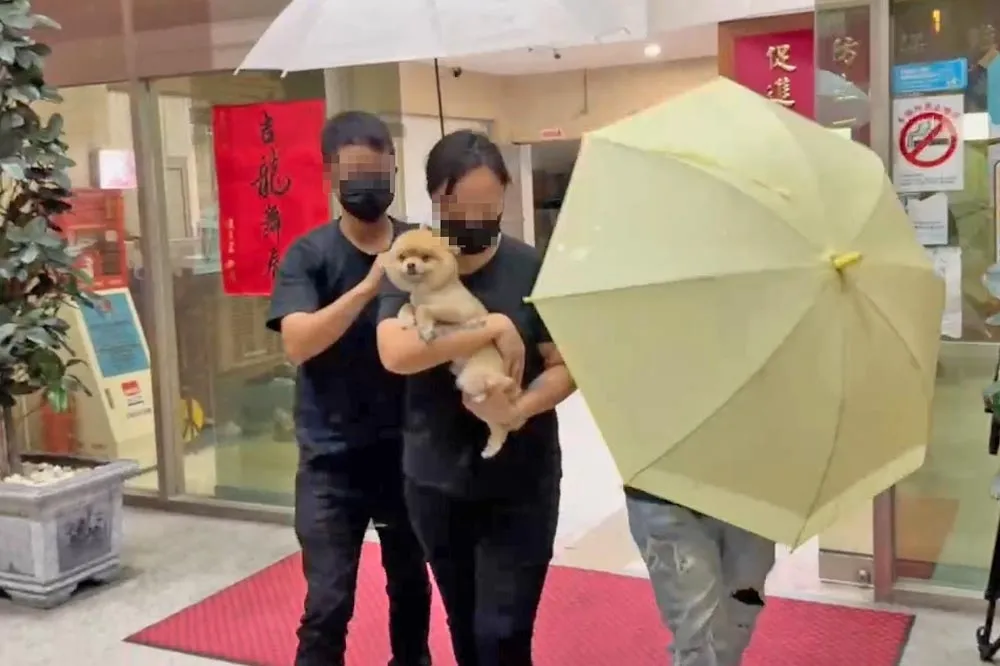 【三重滅門案】博美犬「糯米」成破案關鍵　兇嫌落網有說有笑大啖便當
