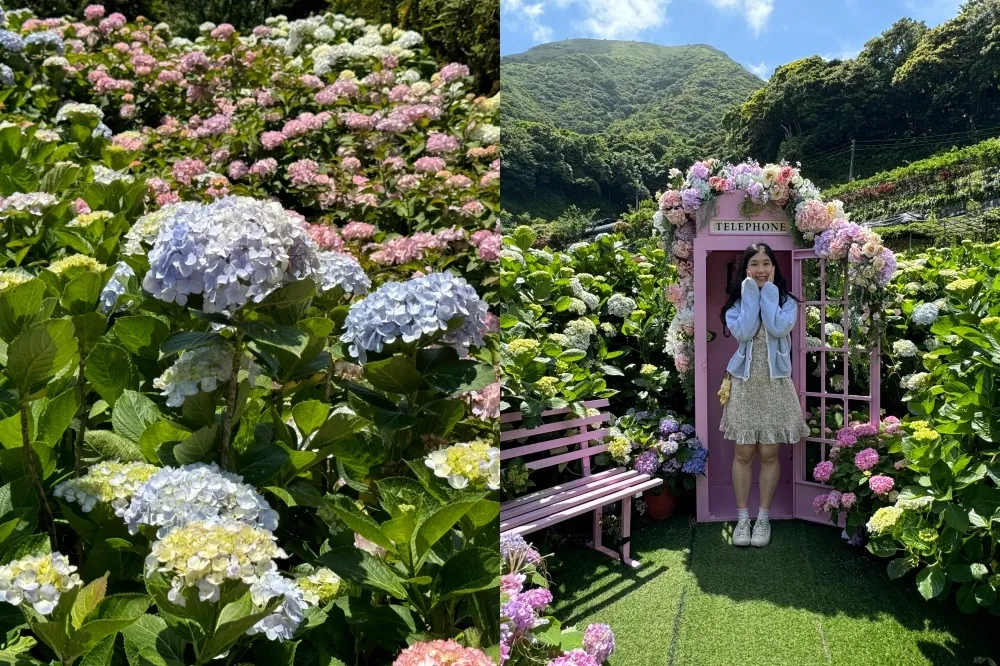 2024 陽明山繡球花季時間、賞花農園推薦！置身繽紛花海美拍粉色復古電話亭