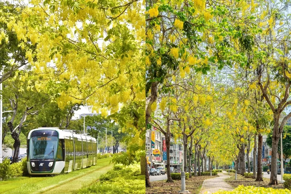 高雄阿勃勒景點攻略！九如四路黃金隧道超壯觀、獅甲捷運站金色花海浪漫必拍