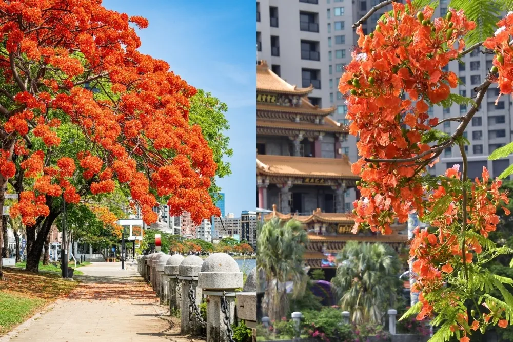 高雄鳳凰花景點推薦！大湖番茄會社百年鳳凰木綻放、愛河河畔迎火紅花海