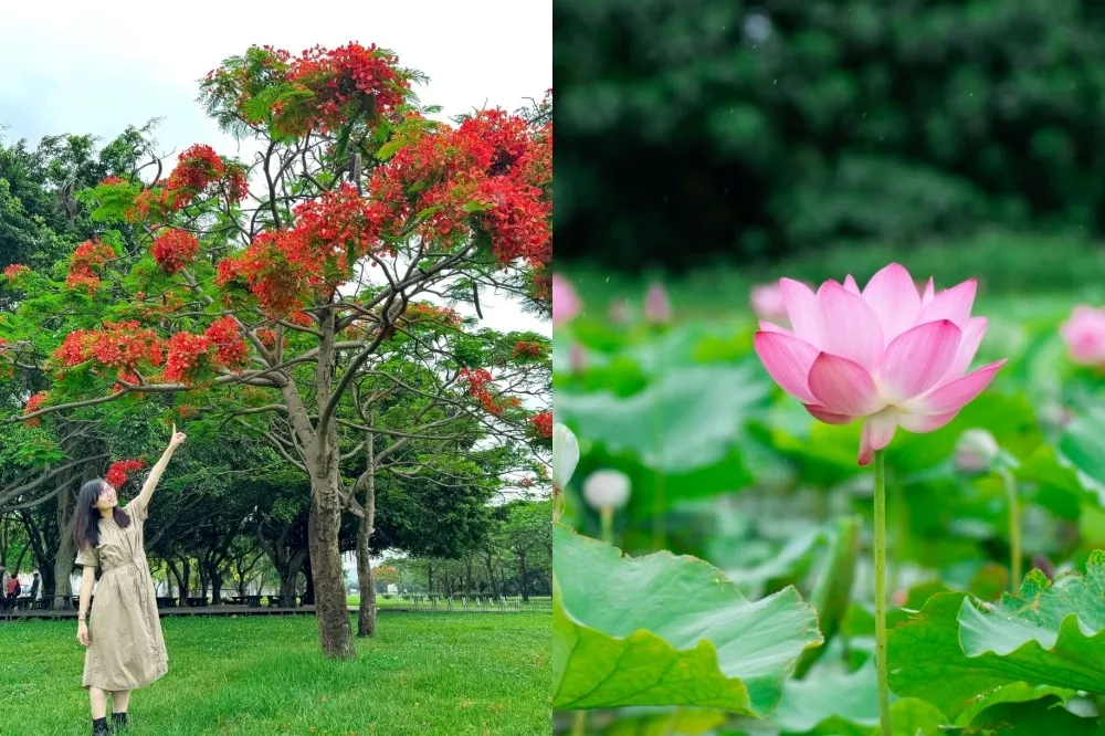 新北賞花景點「大漢溪鳳凰木、荷花」一次滿足！盪鞦韆與荷花池同框拍美照