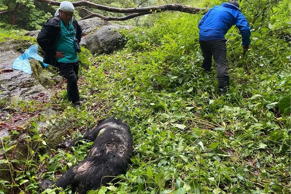 台灣黑熊左胸中彈疑遭盜獵者槍殺　陳屍國家公園邊界3天才被發現