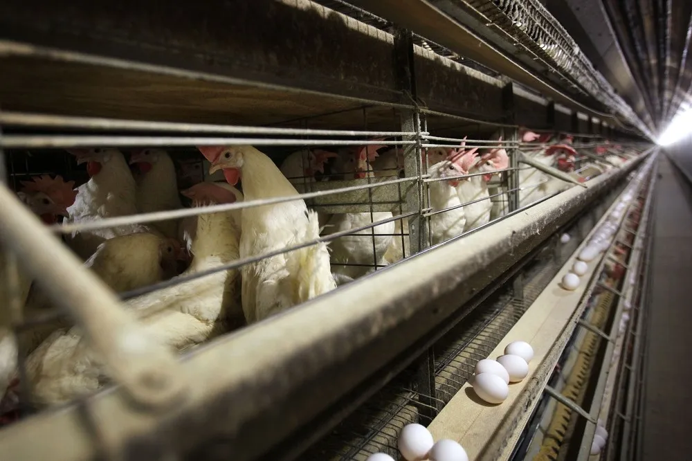 全球首例！墨西哥驚傳人類感染H5N2禽流感死亡　病毒來源不明
