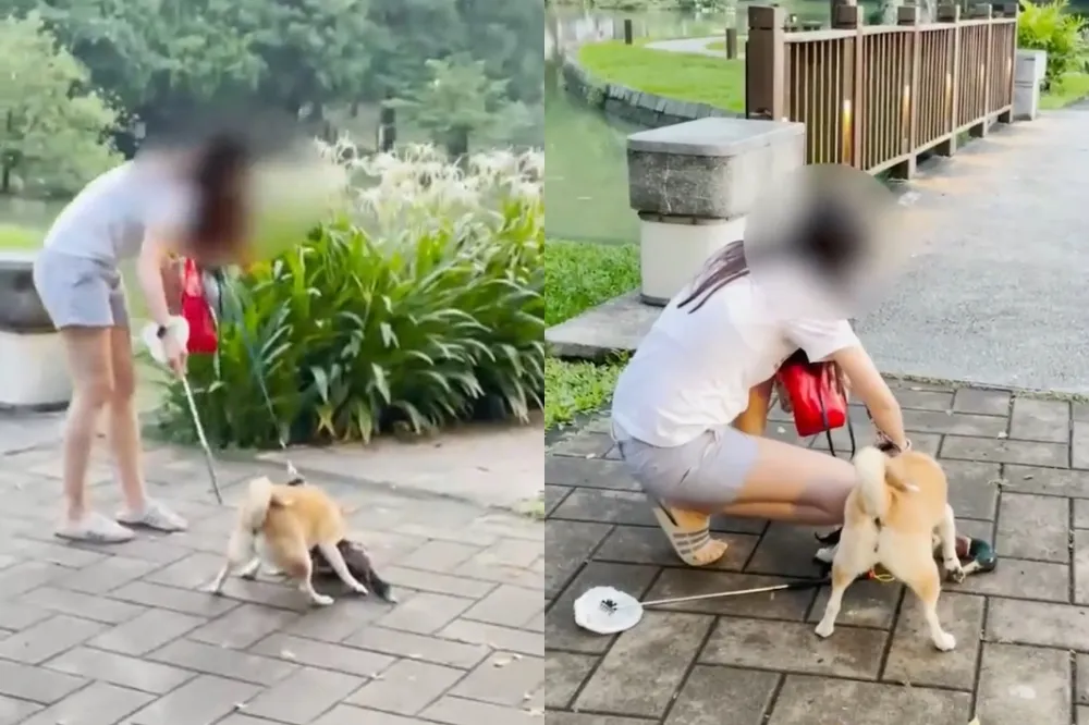 台北市大湖公園驚見柴犬咬死綠頭鴨　飼主縱狗行兇犯眾怒