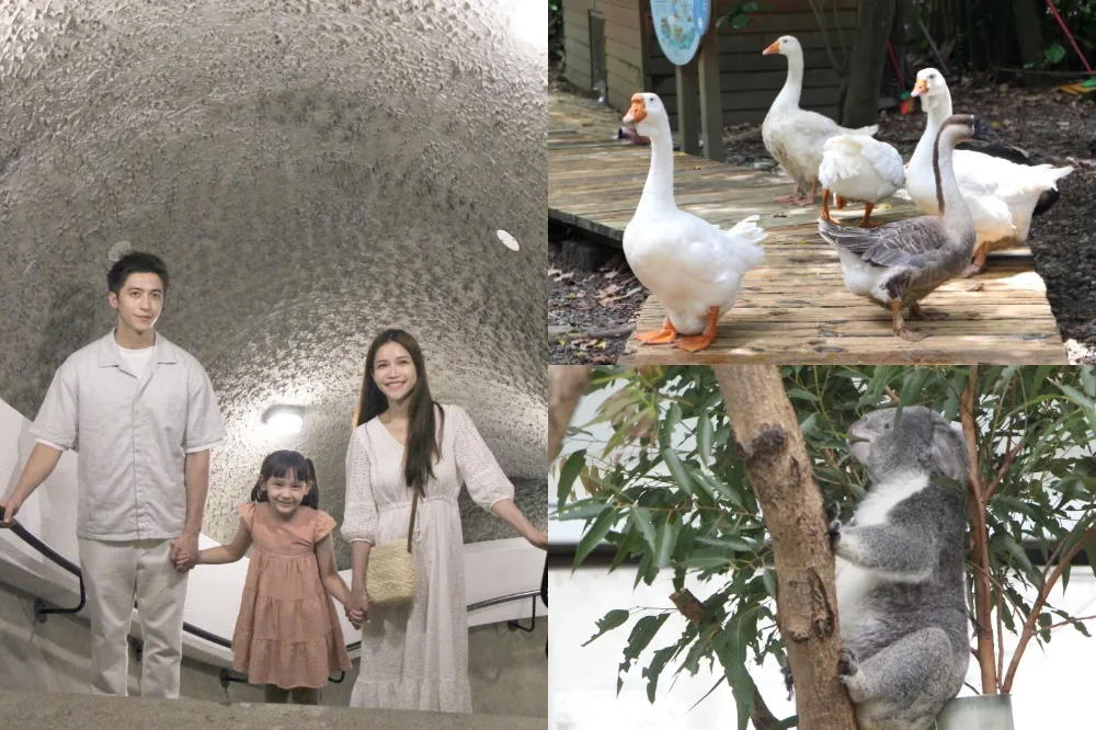 暑假親子必去！台北 101 推出 3 款優惠套票　近距離看可愛動物、貓纜一日無限搭、走訪圓山東密道
