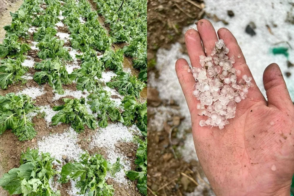 南投午後冰雹重毀高山蔬菜　農業處長：農損估逾1億
