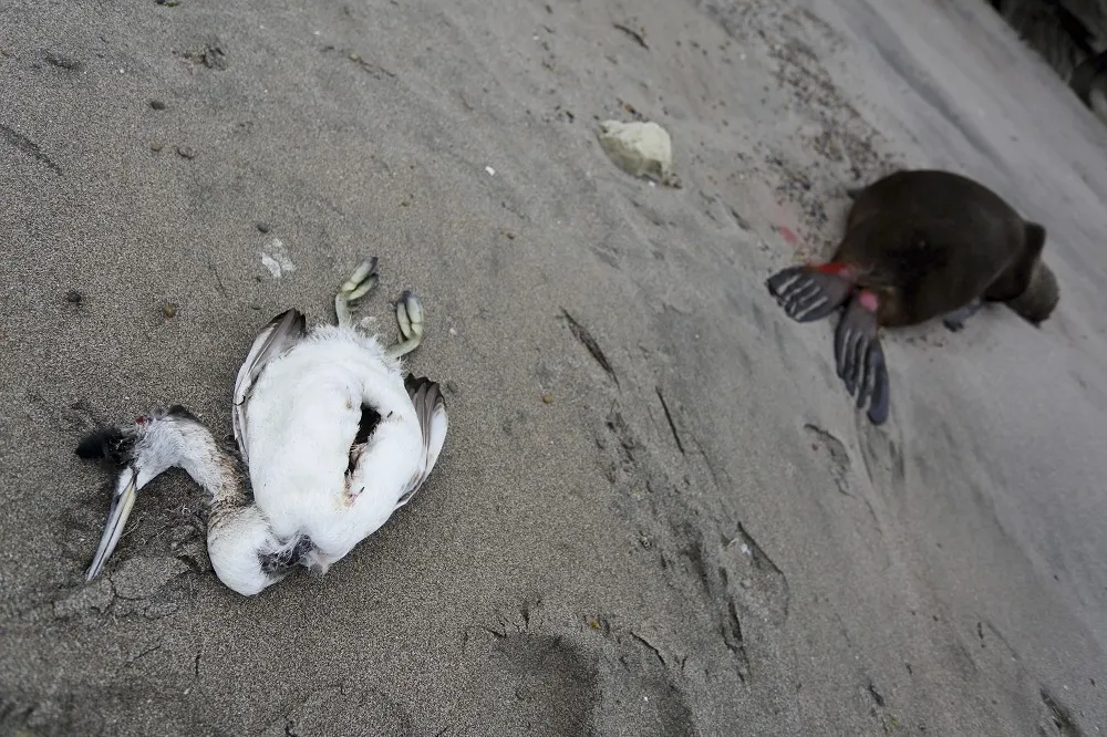 禽流感H5N1病毒出現變化　專家示警別重蹈新冠覆轍