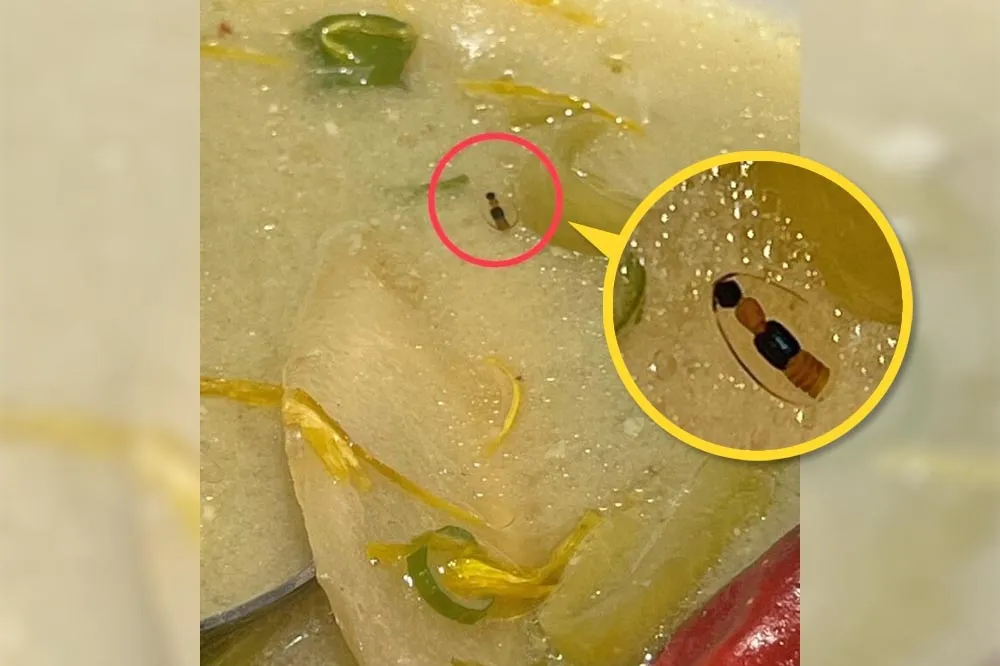 離譜！吃酸菜魚撈出隱翅蟲　店家竟硬扯「那是花椒粒」