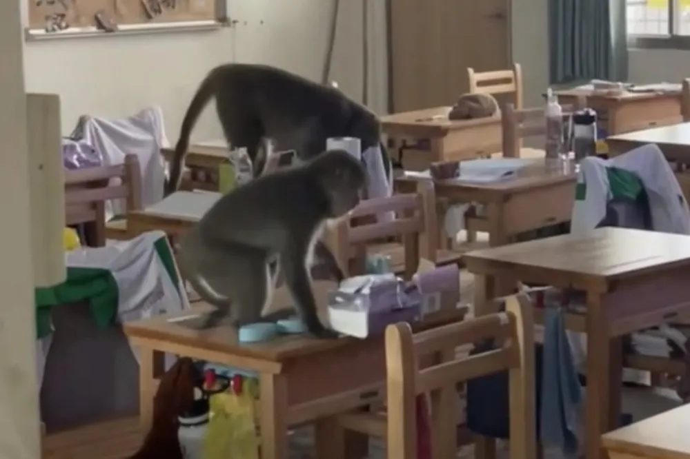 獼猴軍團闖鼓山高中霸佔課桌椅　學生調侃：天熱來避暑