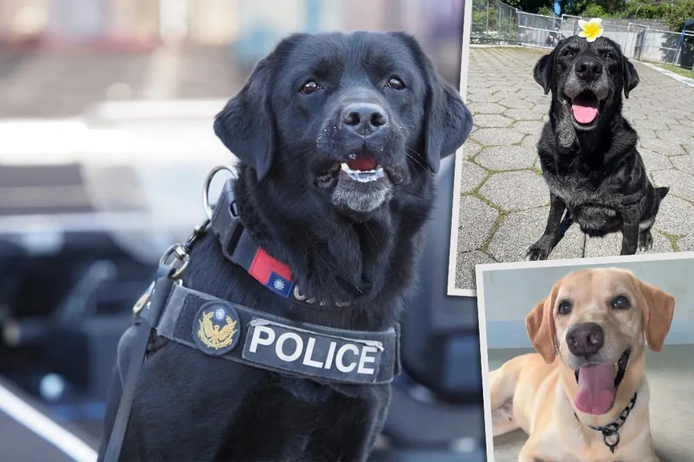 給退役警犬一個家　新北5隻呆萌拉布拉多可以認養了