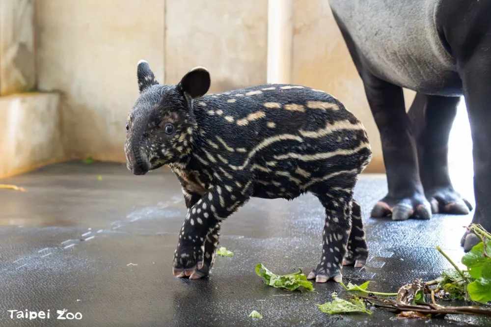 北市動物園馬來貘寶寶名字出爐　「莉姆路」 撞名日漫主角