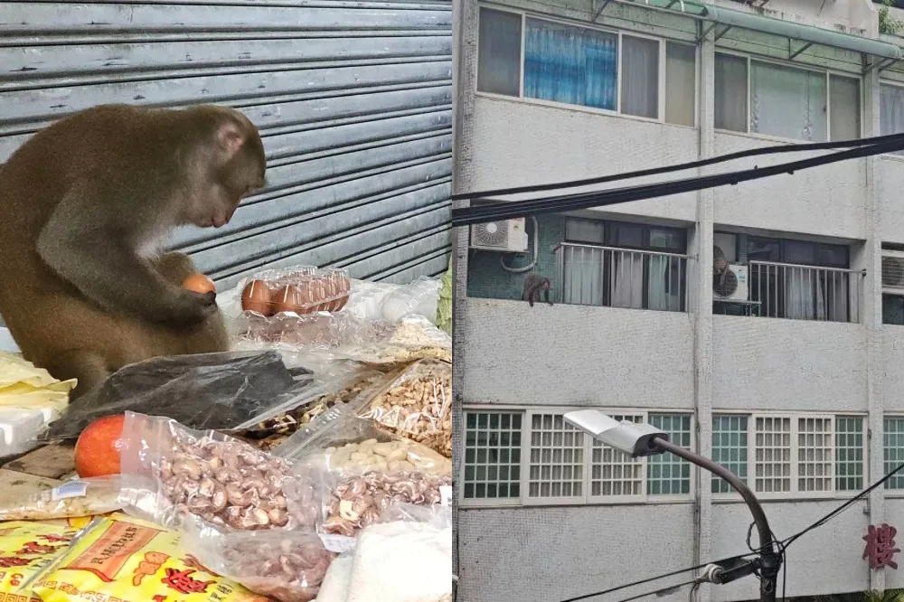 潑猴搶水果闖社區大樓　藍委打趣：「猩球崛起」在台北真實上演