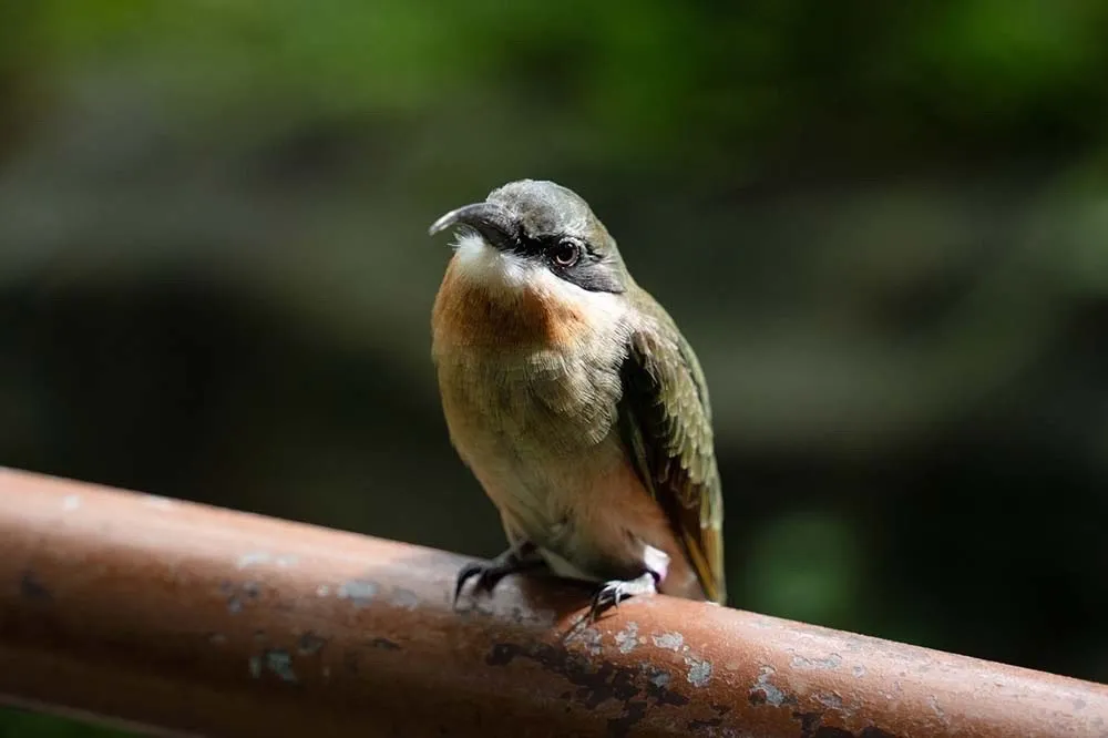 搶救棄蛋！北市動物園人工孵育栗喉蜂虎　「3菜鳥」入住穿山甲館