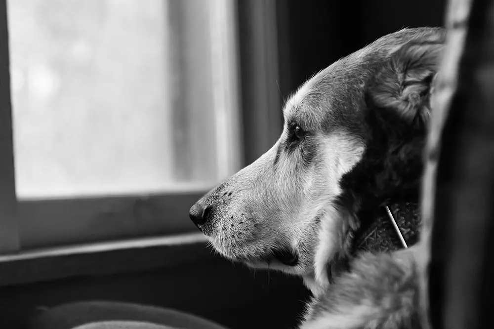 農場淪為屠犬場！女主人殘忍宰殺賣狗肉　桃園動保處搶救28隻毛小孩
