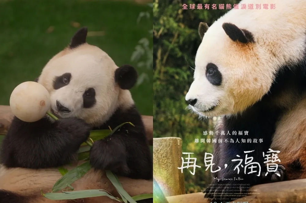 《再見，福寶》必看亮點！首度公開福寶檢疫生活、與爺爺重逢反應　上映特典「寶家族小卡」必收