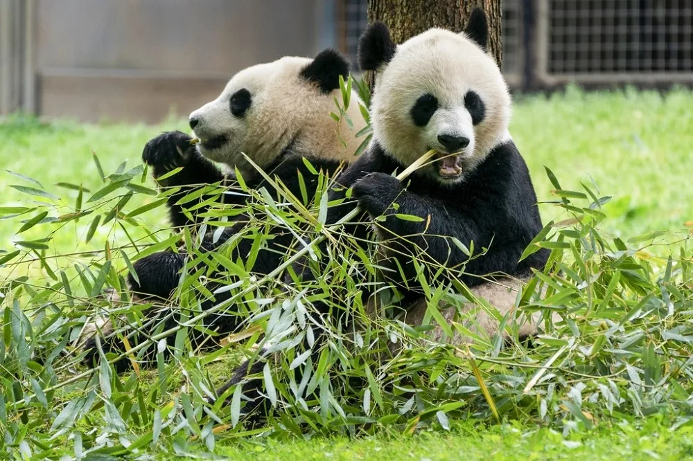 【有片】中國熊貓外交官專機啟程赴美　未來將常駐華府動物園10年