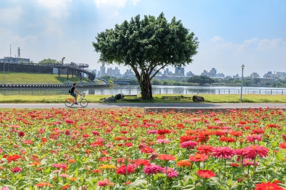 【台北賞花景點】百日草花海河雙 21 鮮豔綻放！本月底「向日葵花海」大佳河濱公園接力登場