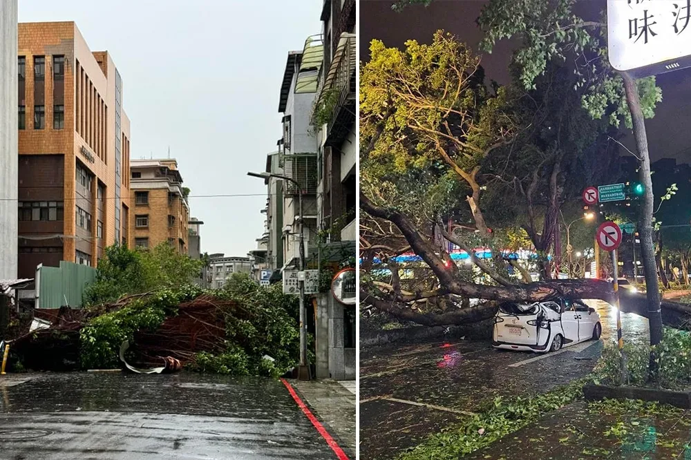 北市遭11級風重創「2000棵路樹倒」　民眾怨：上班通勤成障礙賽